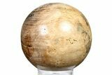 Petrified Wood (Tropical Hardwood) Sphere - Indonesia #266103-1